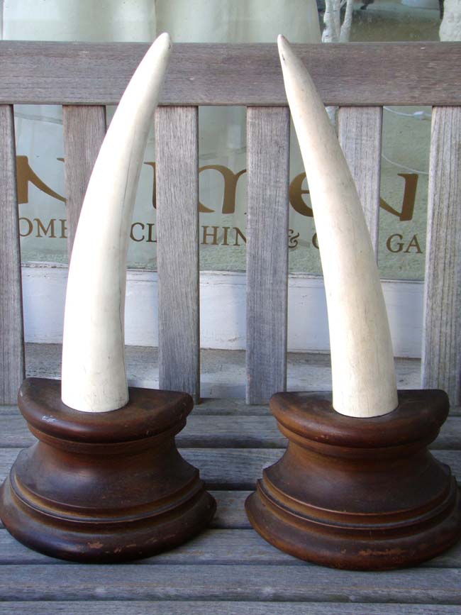 A pair of late 19th century walrus tusk mantel pieces or bookends